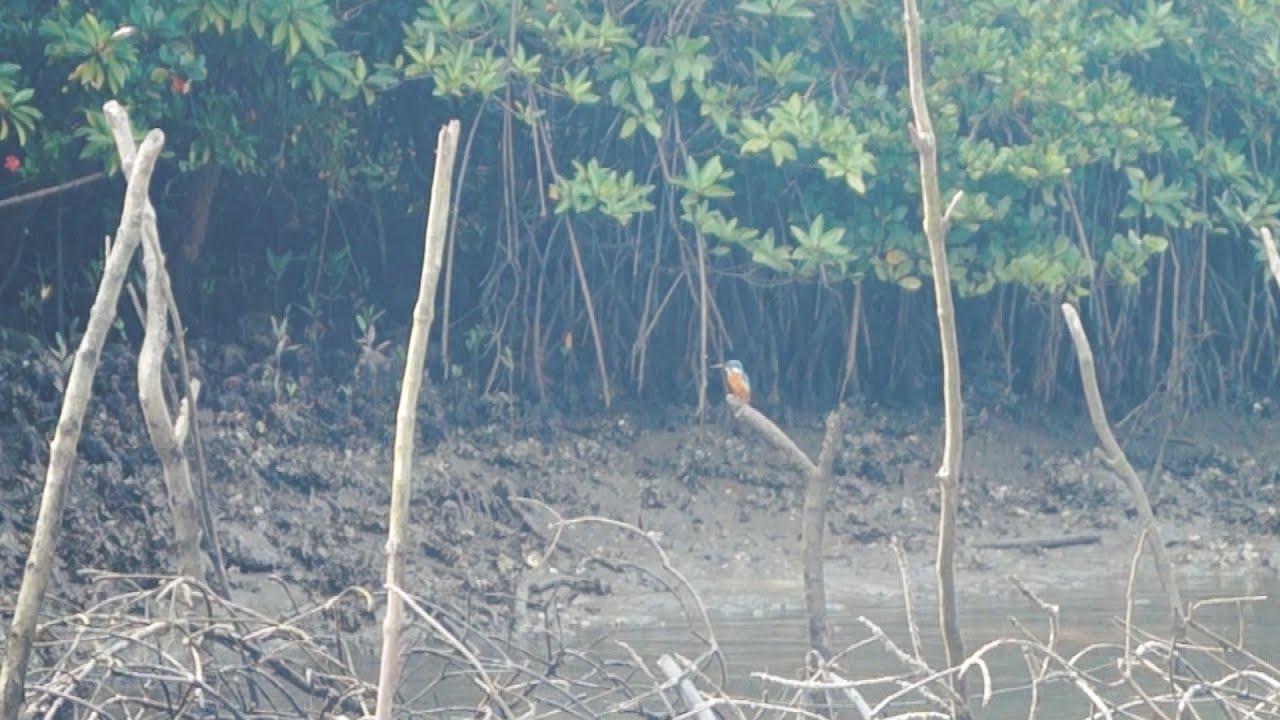 Kingfisher / Alcedinidae / Зимородок | Moments&Places