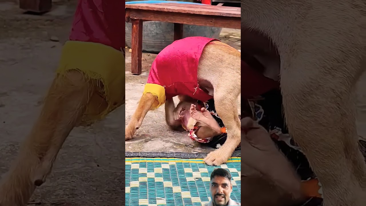 monkey and dog playing each other | 