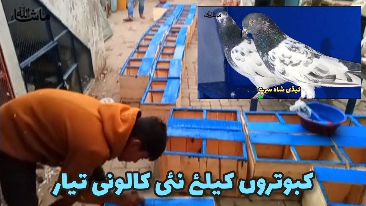 New cage colony for pigeons is ready. nayab taddy shah siray kabutar ...