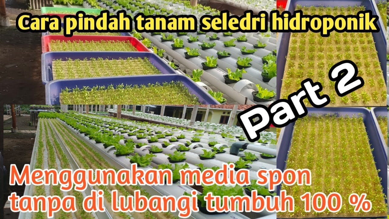 Cara pindah tanam seledri hidroponik media spon tanpa lubang tanam tumbuh 100 %@ANUR_hidroponik