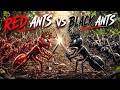 Epic Ant Colony Battle: Red vs Black Ants | Ants war Full HD Animated Story