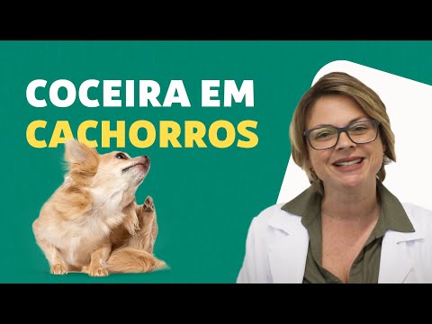 Vídeo: Como fazer spray de perfume de cachorro