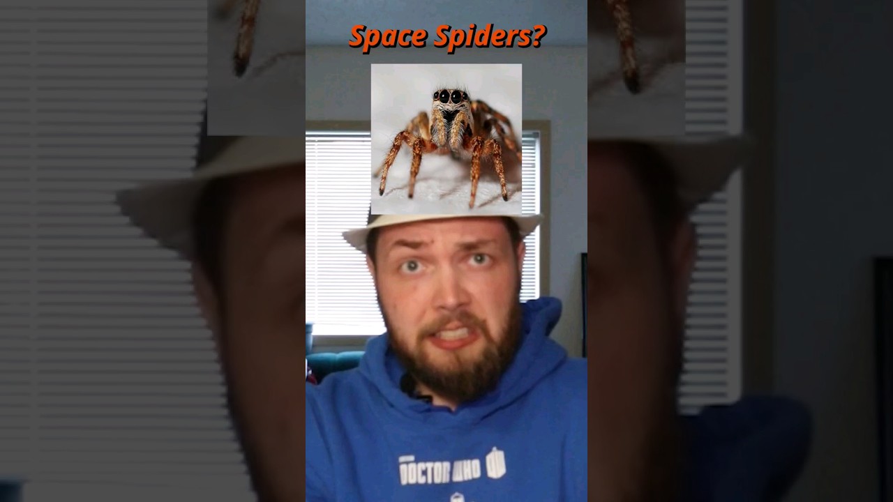 space experiment: spiders in zero gravity