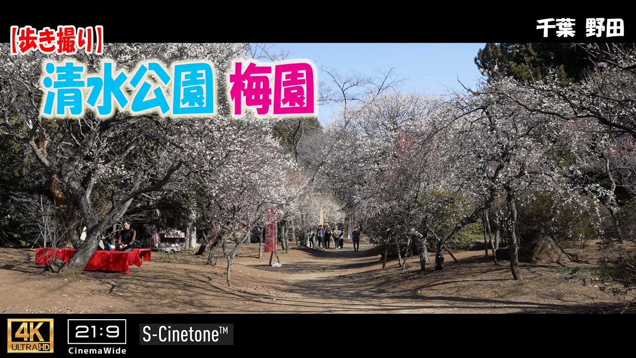 【歩き撮り】2026 清水公園 梅園＠千葉 野田 ４K  (21:9)  Chiba walking video