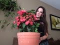LAS PLANTAS DE SOL SE PUEDEN ADAPTAR A LA SOMBRA??