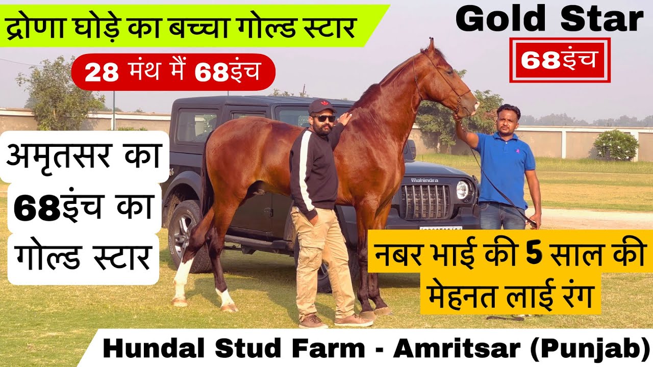 देखिए अमृतसर का द्रोणा घोड़े का 68इंच का बच्चा गोल्ड स्टार इस वीडियो मैं ! (9855599014)