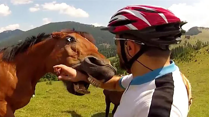 Animal Encounters But They Get Crazier! 🐴 thumbnail