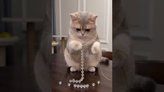 #nyc #cat #stonebeads #britishshorthair #cute #gemstone #crystalshop #crystals #fyp #shopsmall