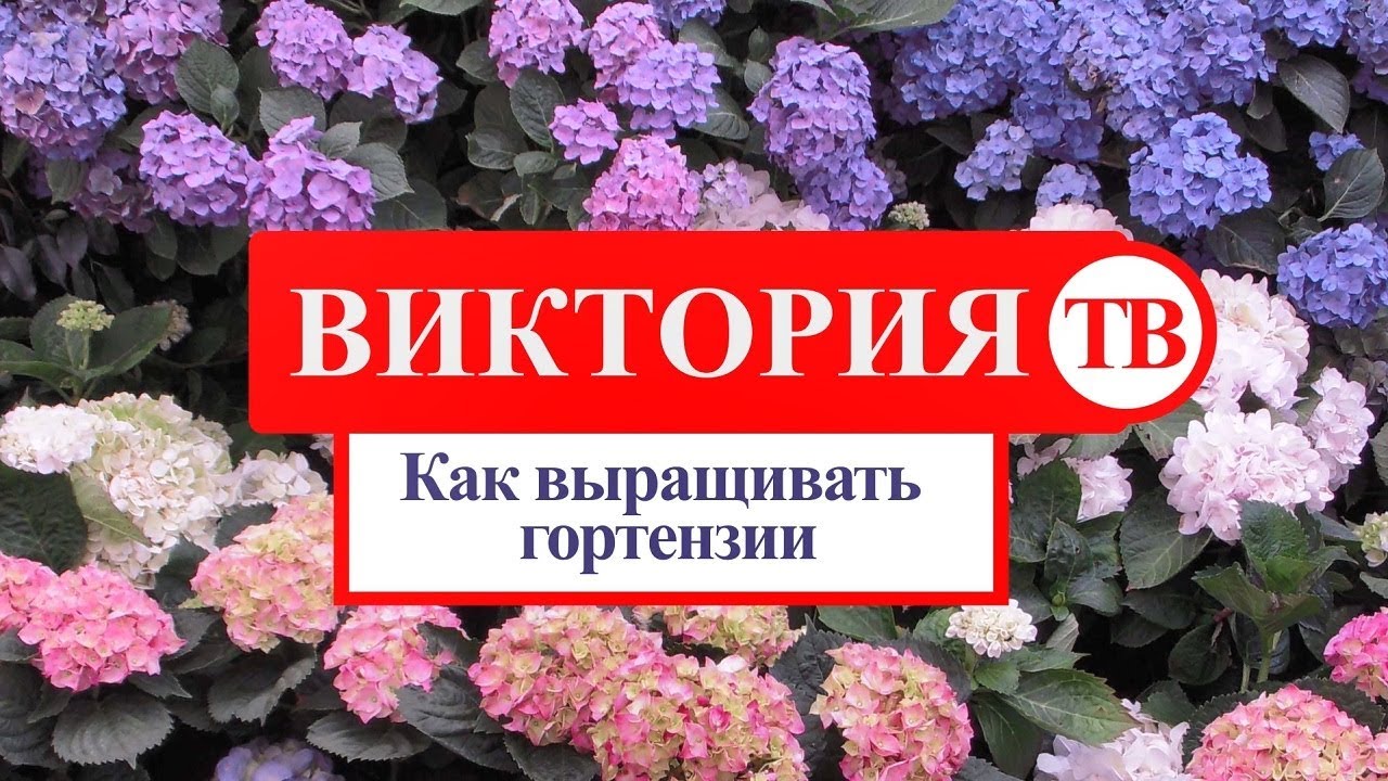 Садовый Интернет Магазин Виктория