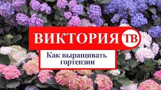 Как выращивать гортензии