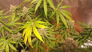 Snow came early ❄FAF week 7 flower cannabis grow🌱