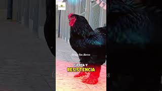 Datos Importantes sobre La Gallina Brahma 🐣🐔🐓