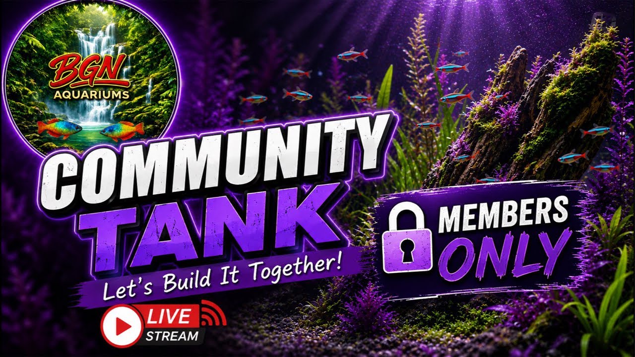 BGN Aquariums Community Tank Fish Keeper Club Live