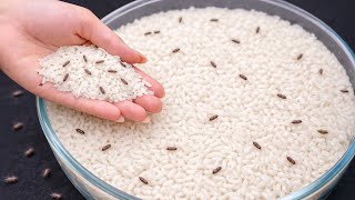 Download Lagu Rice Full of Weevils This 2 Minute Trick Cleans It Like Magic! | Tracy Tips MP3