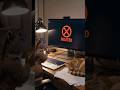Today, We Accidentally Deleted Video #1 | Marmot and Cat #shorts