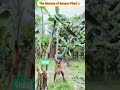 mystry of Banana tree😱l #banana tree #facts #secrethacks #medicine
