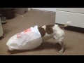 Hungry Jack Russell dog loves his Indian food so much he steals the bag! - Big Fan!