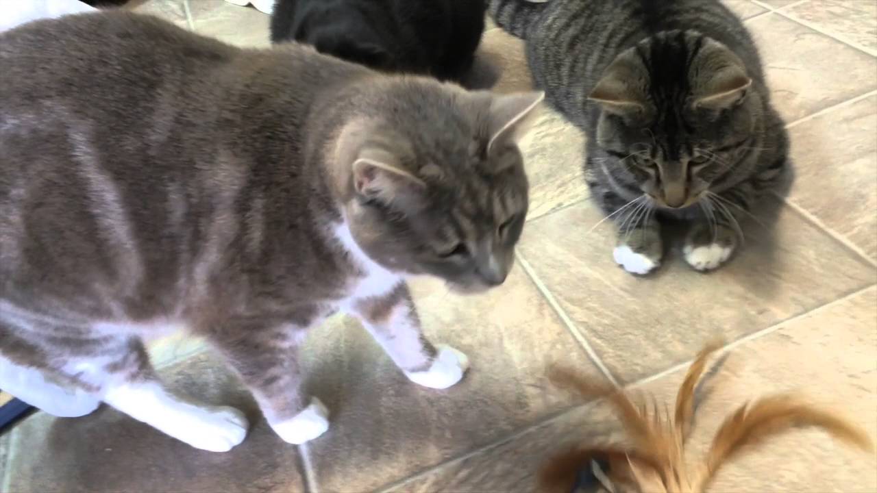 special needs animal rescue 3 Cats