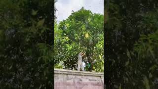 Download Lagu Shaking Osmanthus from Above: Golden Yellow Tree, Nature’s “Gold Storm” MP3