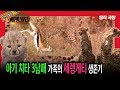[띵작극장] 49탄 - 아기 치타 3남매 가족의 세렝게티 생존기 - 야생의 초원, 세렝게티