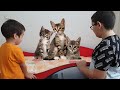 Beratın Yatağında Küçük Kediler Var. Little Cats in The Bed Fun Kids Video