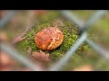 Springbrötchen-Haltung 01 #springbrötchen #sibirien #haustierhaltung #tierfilm #natur
