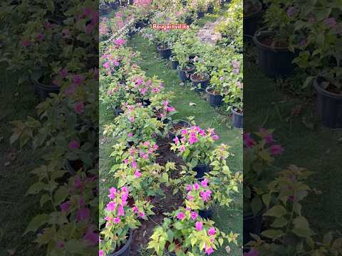 Garden Bougainvillea #flowers #youtubeshorts #trendingshorts #shorts #bougainvillea