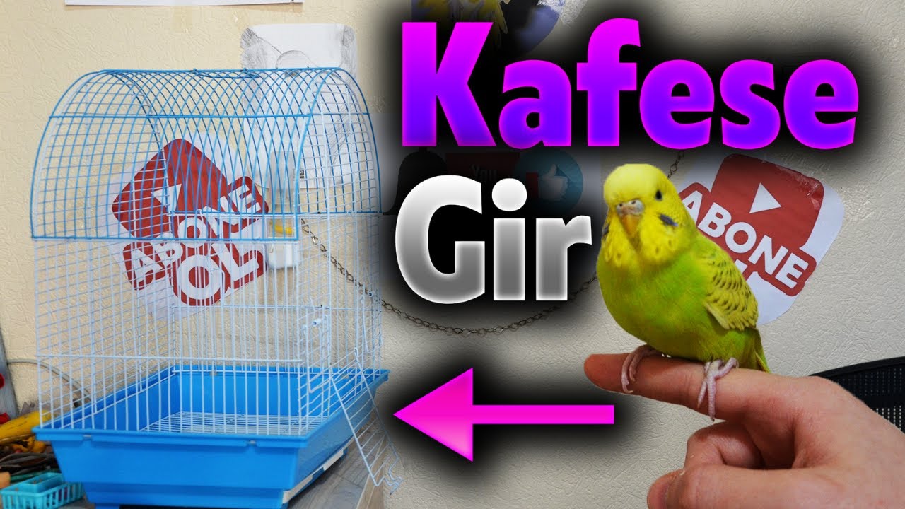 Kafese Girmeyen Kuşları Kafese Koyma Eğitimi - Kuş Kafes Eğitimi - Kuş  Kafese Nasıl Sokulur ? - YouTube