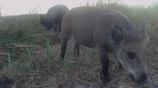 🐗 Дикие кабаны на острове Джарылгач