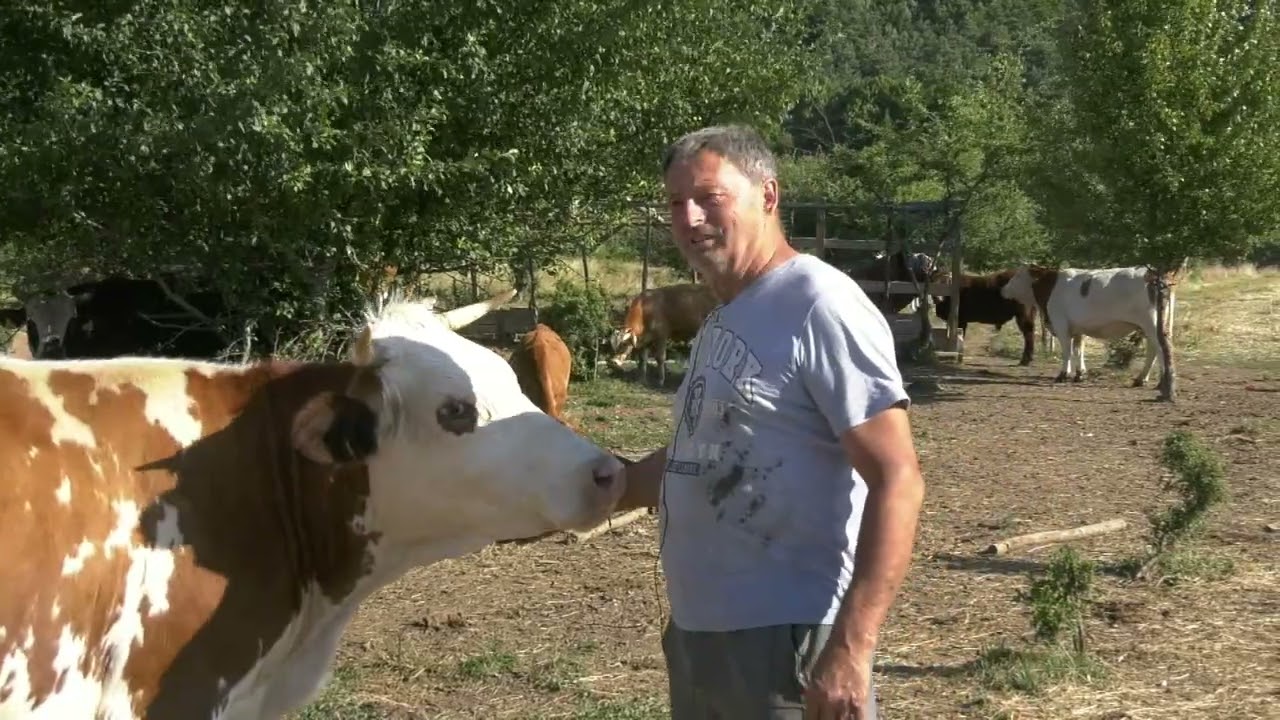 - DA JE SELJAK BITI LAKO, BIO BI SVAKO, MILKO I NJEGOVE KRAVE