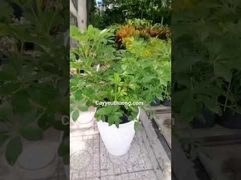 Video: Ficus bonsai: assistenza domiciliare