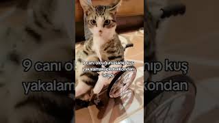 Download Lagu tutun mu kuşu #ykstavsiye #ytdayibenionecikarnolur #viralvideo #kesfeteyyiz ##trending #wheelie MP3 Download Lagu tutun mu kuşu #ykstavsiye #ytdayibenionecikarnolur #viralvideo #kesfeteyyiz ##trending #wheelie MP3