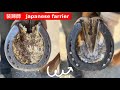 【馬の靴屋さん】装蹄　削蹄動画　〜japanese farrier〜 競馬　乗馬　装蹄師