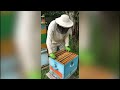 Подсадка пчелиной матки другой породы | ПчелоСад