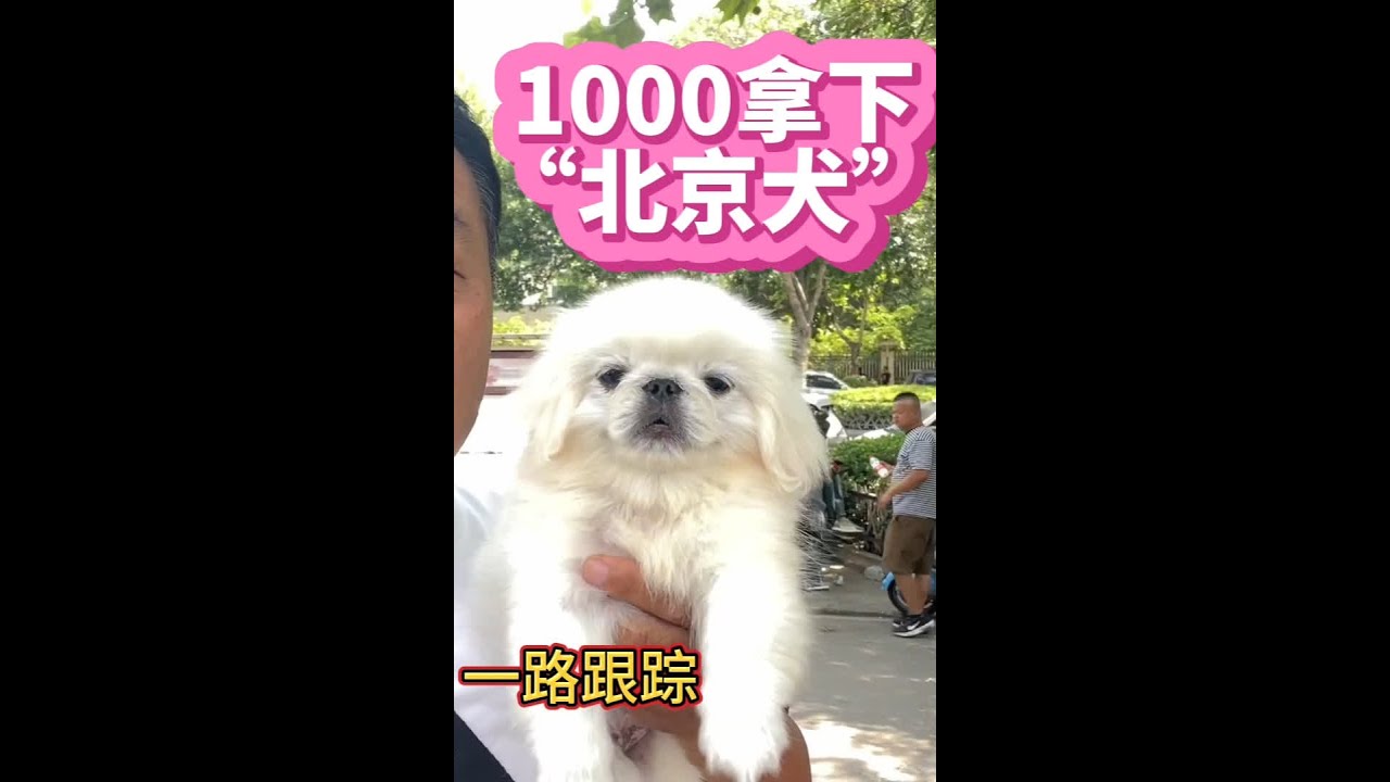 “北京犬”亮哥老远就看上了，一路跟踪 紧追不舍，生怕被人抢走