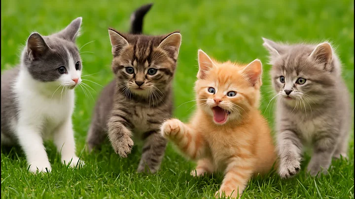 Video 11500271: cute baby cat playing, adorable kitten