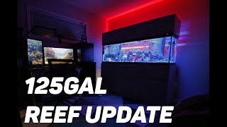 125Gal REEF 1 YEAR UPDATE! (New XR15 BLUE LIGHTS, Filter Roller, Sump, Fish, and Corals) MUST SEE!