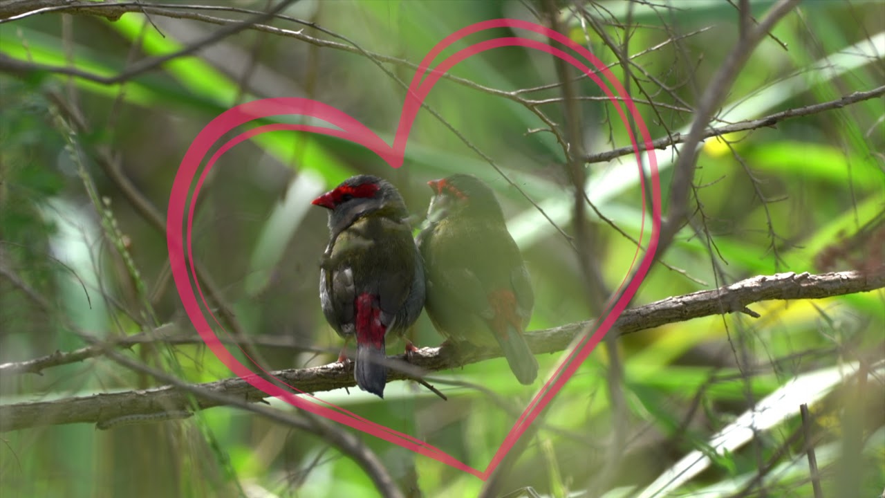 Red-browed Finch Romance