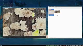 Chaksu- A Minimal Image viewer in C and raylib.