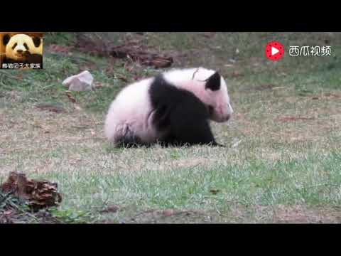 小熊猫害羞