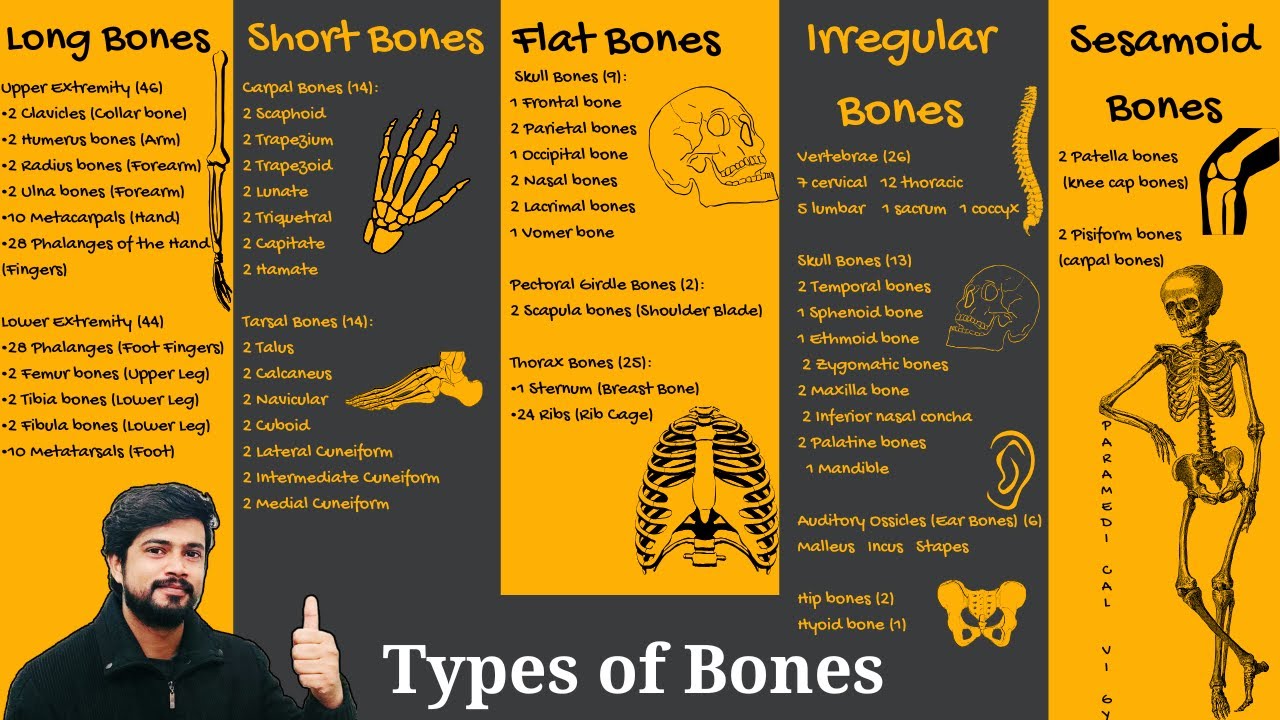 All 206 bones in Human Skeleton Types of Bones in Hindi