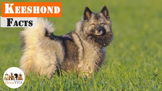 Keeshond - Everything Keeshond Parents Need To Know