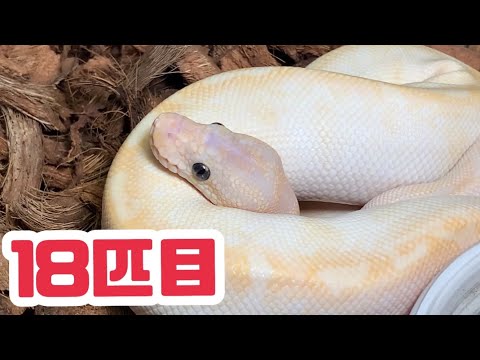 【お迎え】ボールパイソン買って来た！　ボールパイソン飼育　#joereptiles