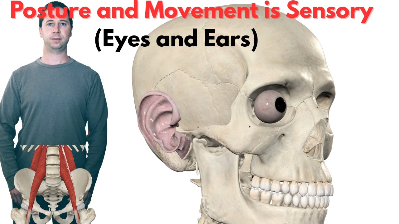 Why Fixing Your Posture and Movement Starts with the Brain