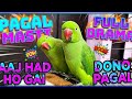 Chulbul aur JoJo ki pagal masti 😂 | Funny Parrot Full Video