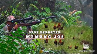 Berburu di spot berbayar, BERBURU AYAM HUTAN