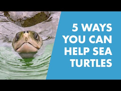 5 Conservation Tips To Help Sea Turtles In Honor of Coral The Sea Turtle