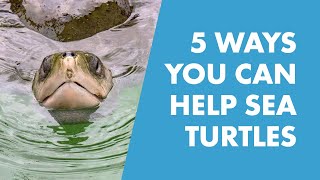 5 Conservation Tips To Help Sea Turtles In Honor of Coral The Sea Turtle @SeaWorld