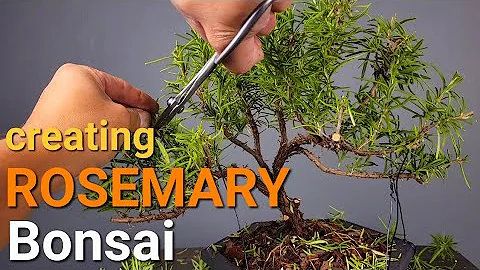 Creating a Rosemary Bonsai