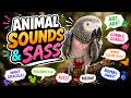 Einstein Parrot's Animal Sounds & Sass! 😂🐦